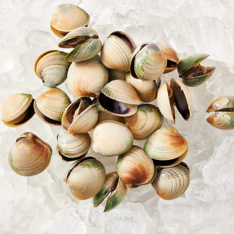New Zealand Littleneck Clams