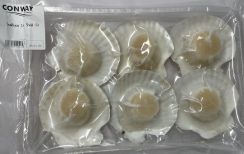Scallops 1 2 shell Conway Fresh Online