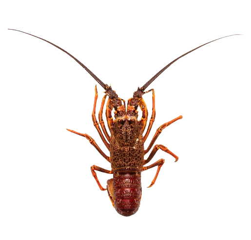 Crayfish raw, frozen King Island