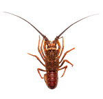 Load image into Gallery viewer, Crayfish raw, frozen King Island
