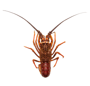 Crayfish raw, frozen King Island
