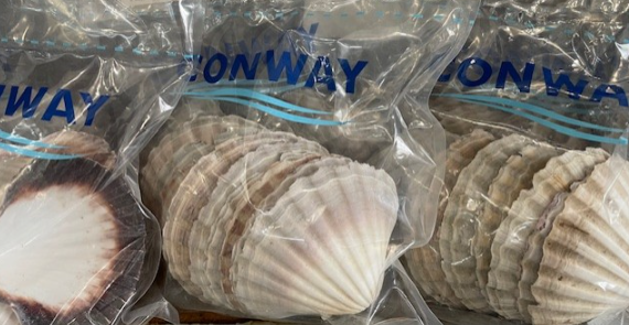 Scallop Shell Master Scallops Shells 12s – Conway Fresh Online