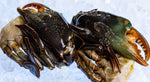 Load image into Gallery viewer, Mud Crab 1/2 Shell Cut 170-200gm
