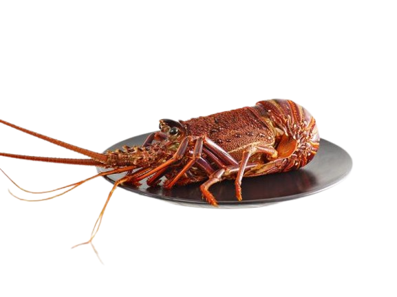 Crayfish raw, frozen WA