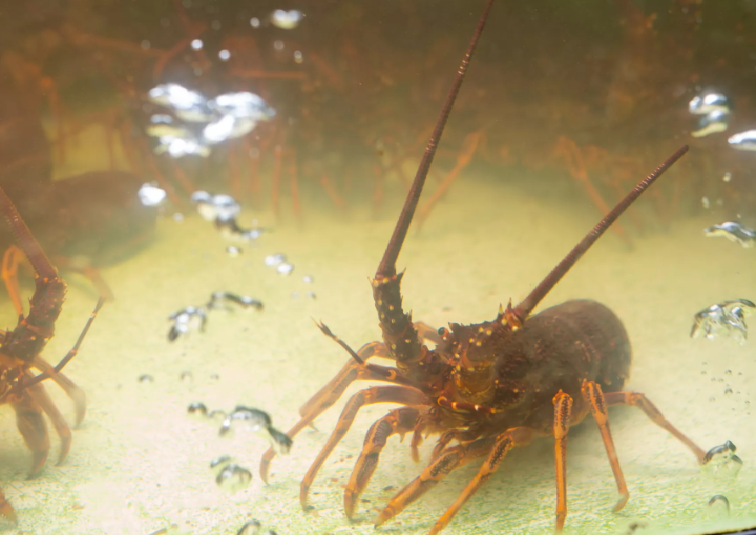 Crayfish raw, frozen King Island