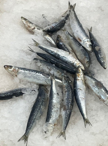 Frozen Sardines Fremantle W.A.