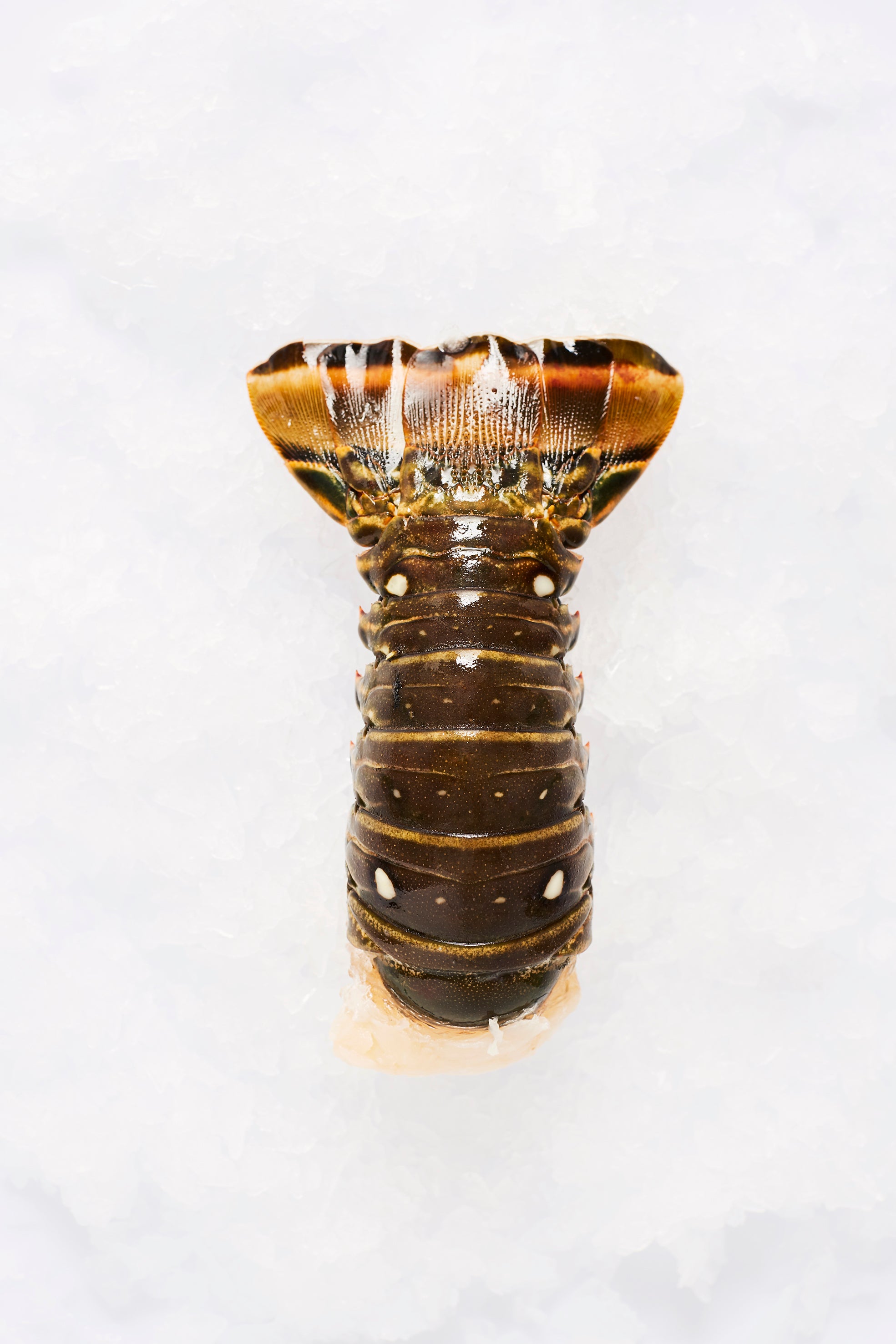 Frozen Seafood Conway Fresh Online