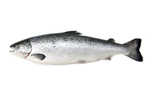 Salmon Whole Tasmanian