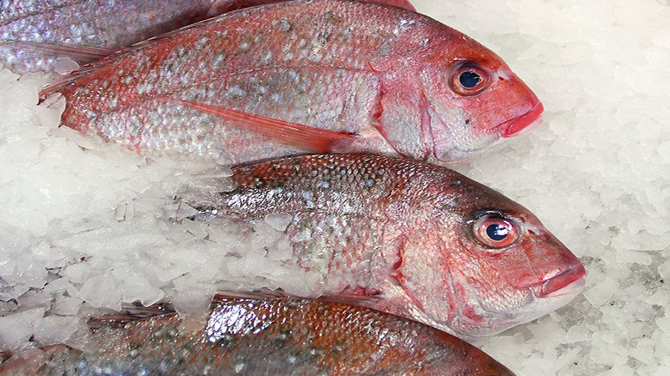Fresh Australian Snapper Whole Fish - Premium Quality Seafood – Conway ...
