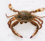 Load image into Gallery viewer, Crab Lump Meat 227gm
