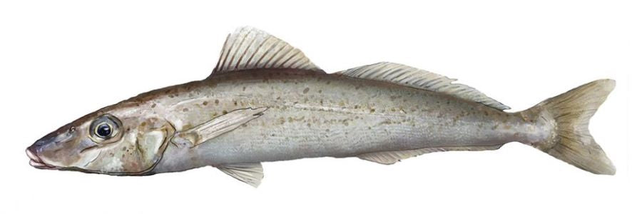 Whiting King George Fillets
